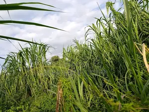 Napier Grass (Pennisetum Purpureum) Livestock Feed - Canter