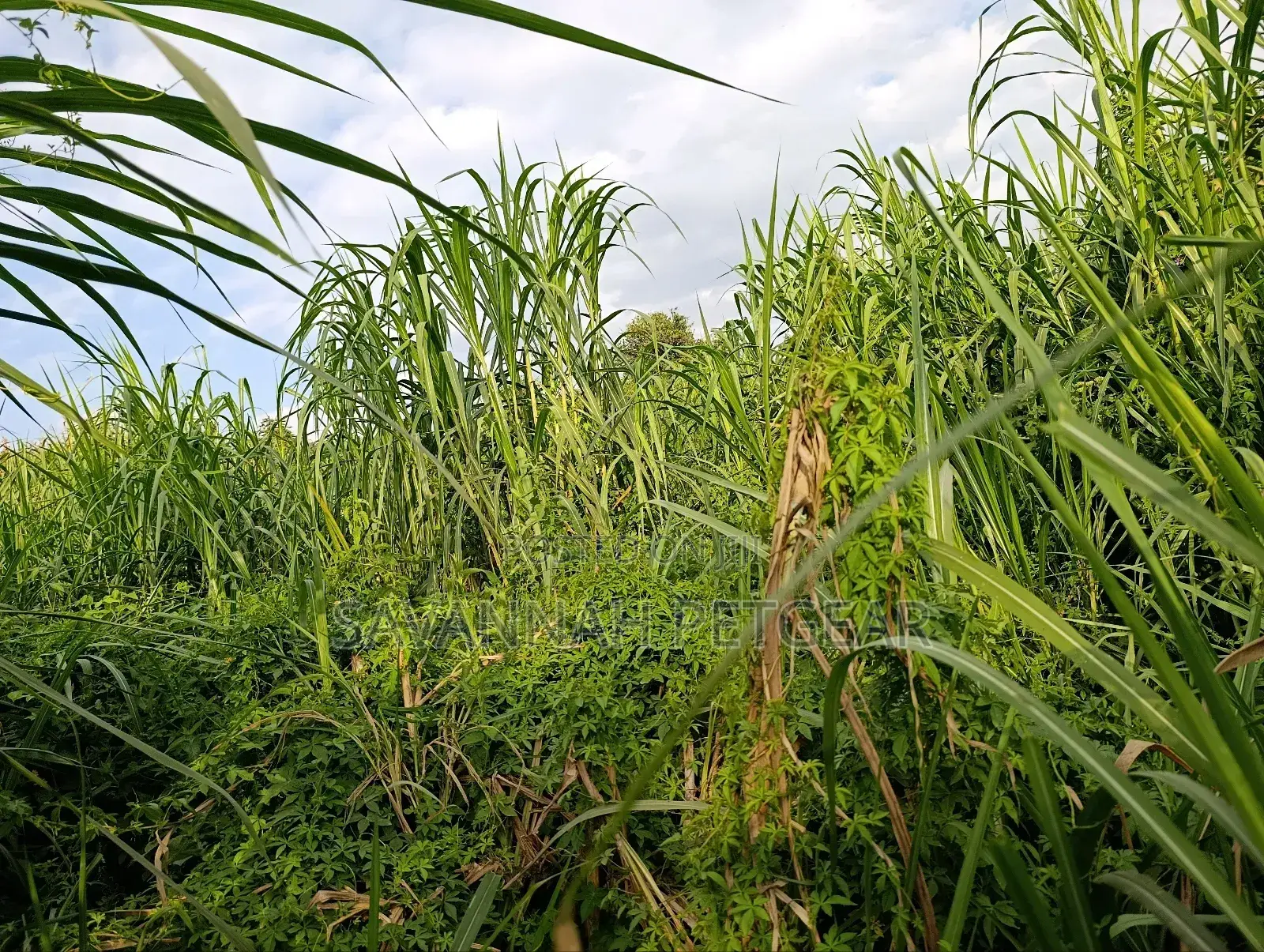 Napier Grass (Pennisetum Purpureum) Livestock Feed - Canter