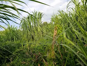 Napier Grass (Pennisetum Purpureum) Livestock Feed - Canter