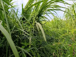 Napier Grass (Pennisetum Purpureum) Livestock Feed - Canter