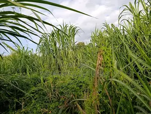 Napier Grass (Pennisetum Purpureum) Livestock Feed - Canter