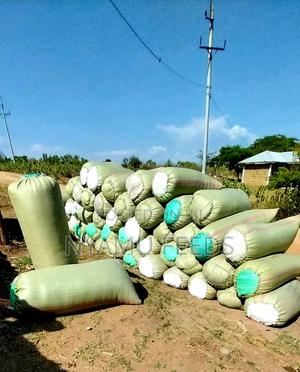 Fish(Ochong'A) - main view