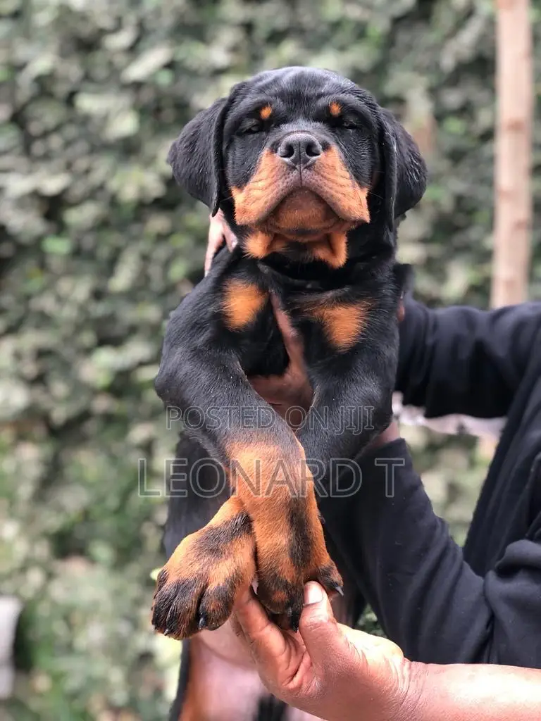 1-3 months Female Purebred Rottweiler