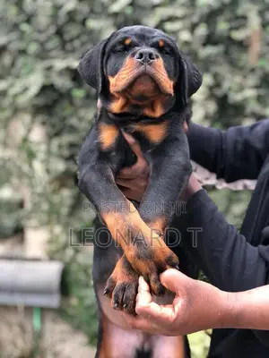 1-3 months Female Purebred Rottweiler