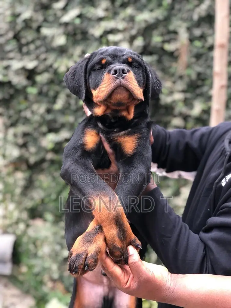 1-3 months Female Purebred Rottweiler