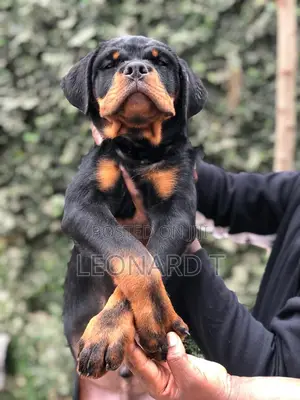 1-3 months Female Purebred Rottweiler