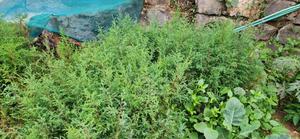 Cyprus Seedlings for Sale - thumbnail 2