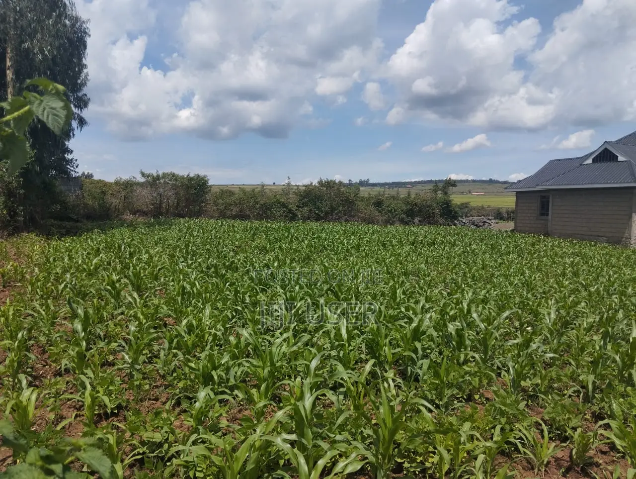 50 by 100 Land Plot in Sobea, Nakuru (Ex-Margaret)