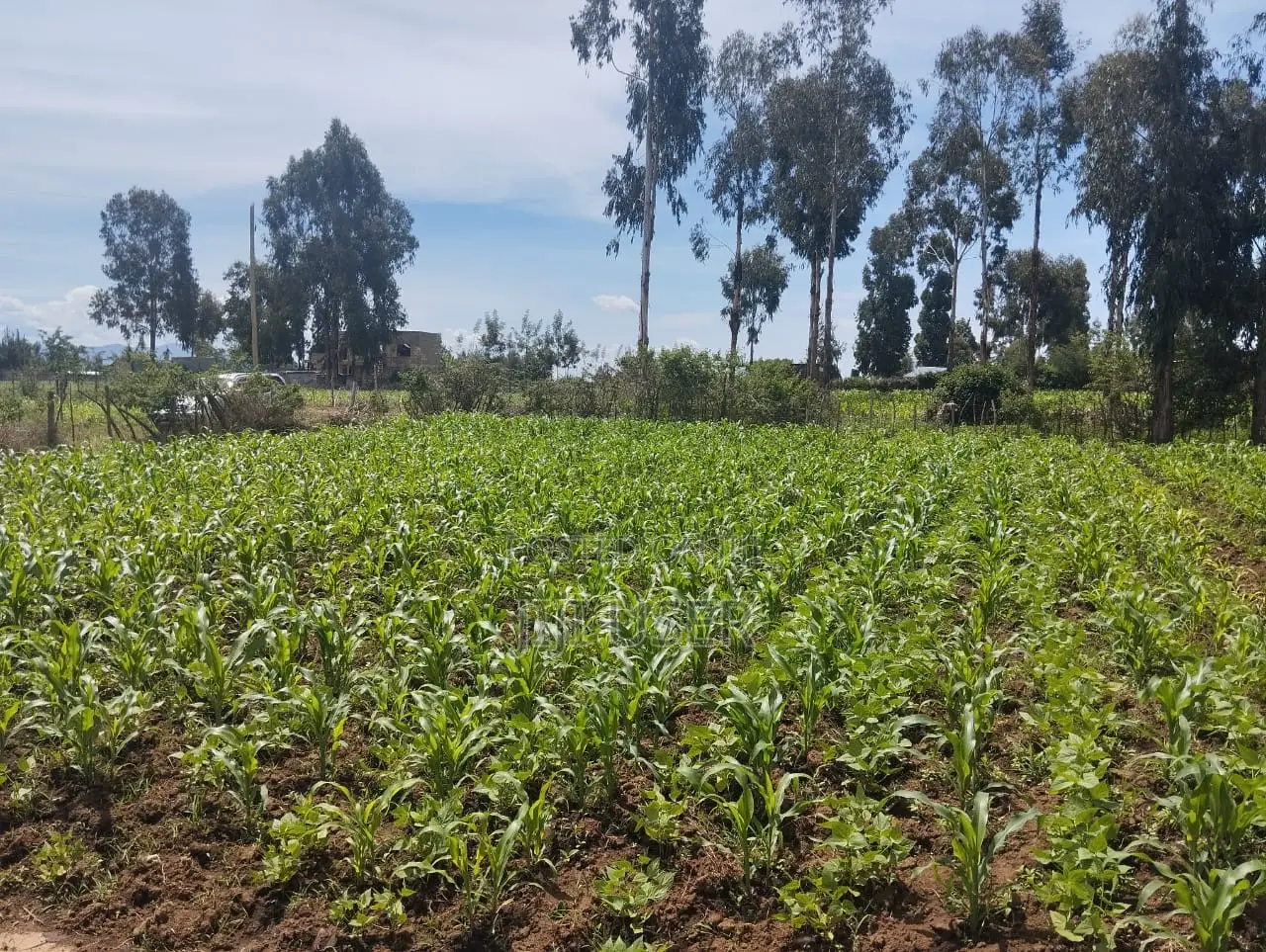 50 by 100 Land Plot in Sobea, Nakuru (Ex-Margaret)