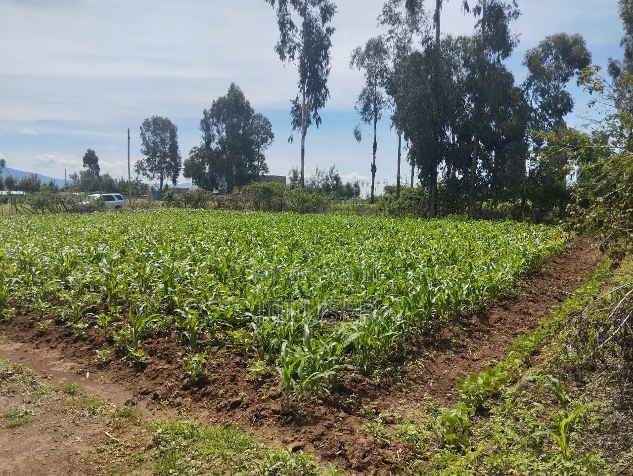 50 by 100 Land Plot in Sobea, Nakuru (Ex-Margaret)