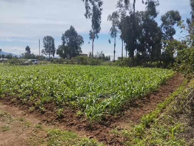 50 by 100 Land Plot in Sobea, Nakuru (Ex-Margaret) - thumbnail 4