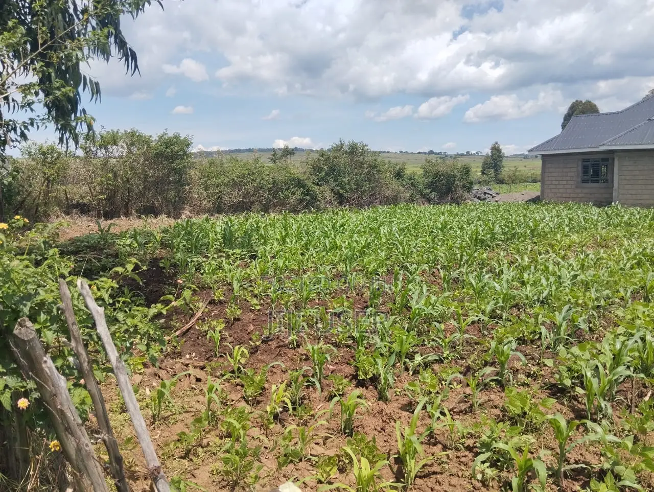 50 by 100 Land Plot in Sobea, Nakuru (Ex-Margaret)