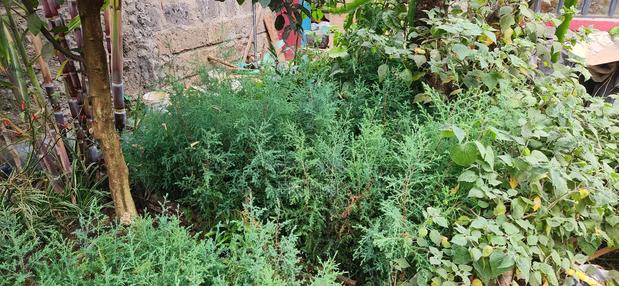 Cyprus Seedlings for Sale - thumbnail 3