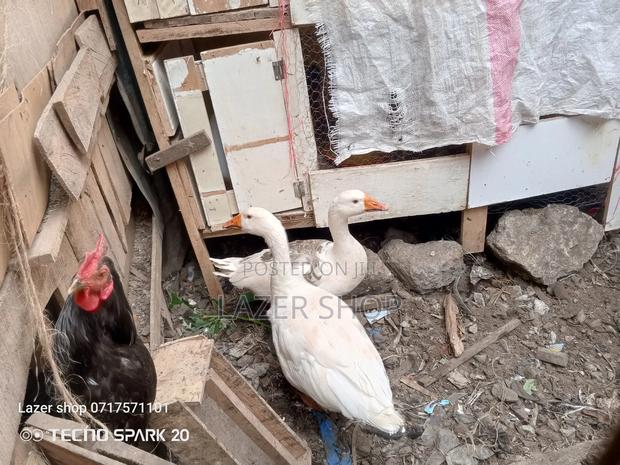 Pair Of Mature Goose - main view
