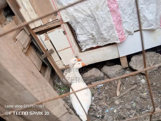 Pair Of Mature Goose - thumbnail 2