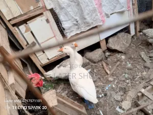 Pair Of Mature Goose