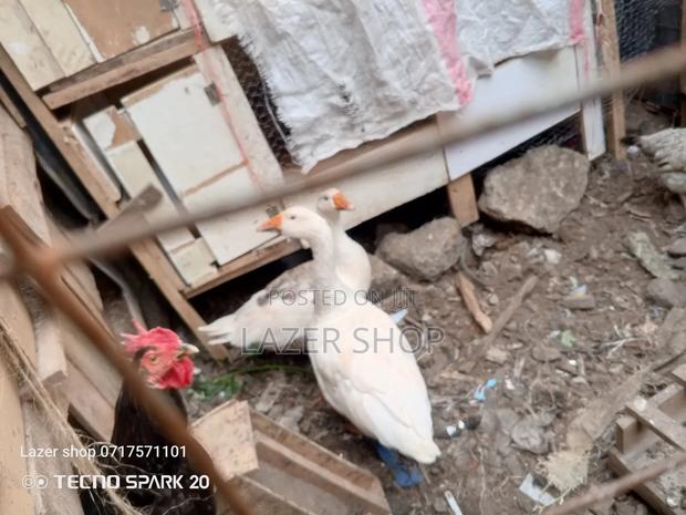 Pair Of Mature Goose - thumbnail 3