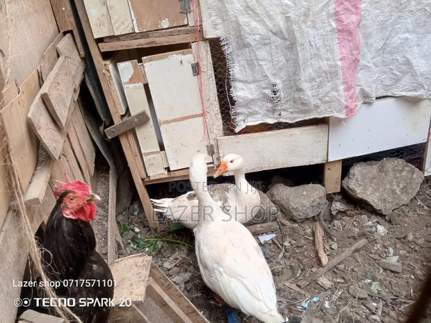 Pair Of Mature Goose - thumbnail 4