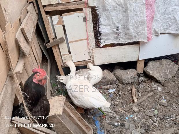 Pair Of Mature Goose - thumbnail 5