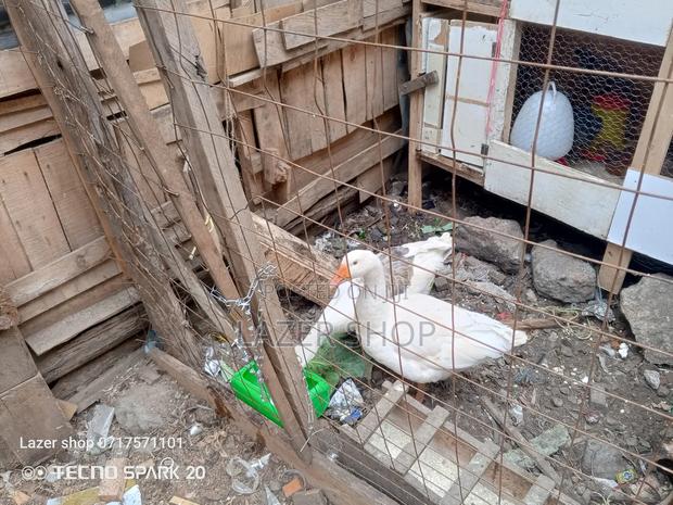 Pair Of Mature Goose - thumbnail 6