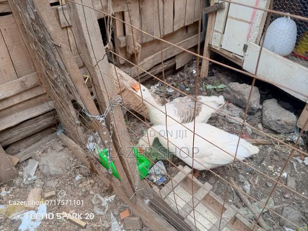 Pair Of Mature Goose - thumbnail 8