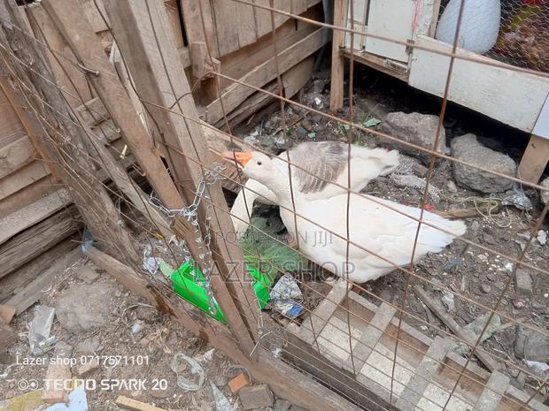 Pair Of Mature Goose - thumbnail 9