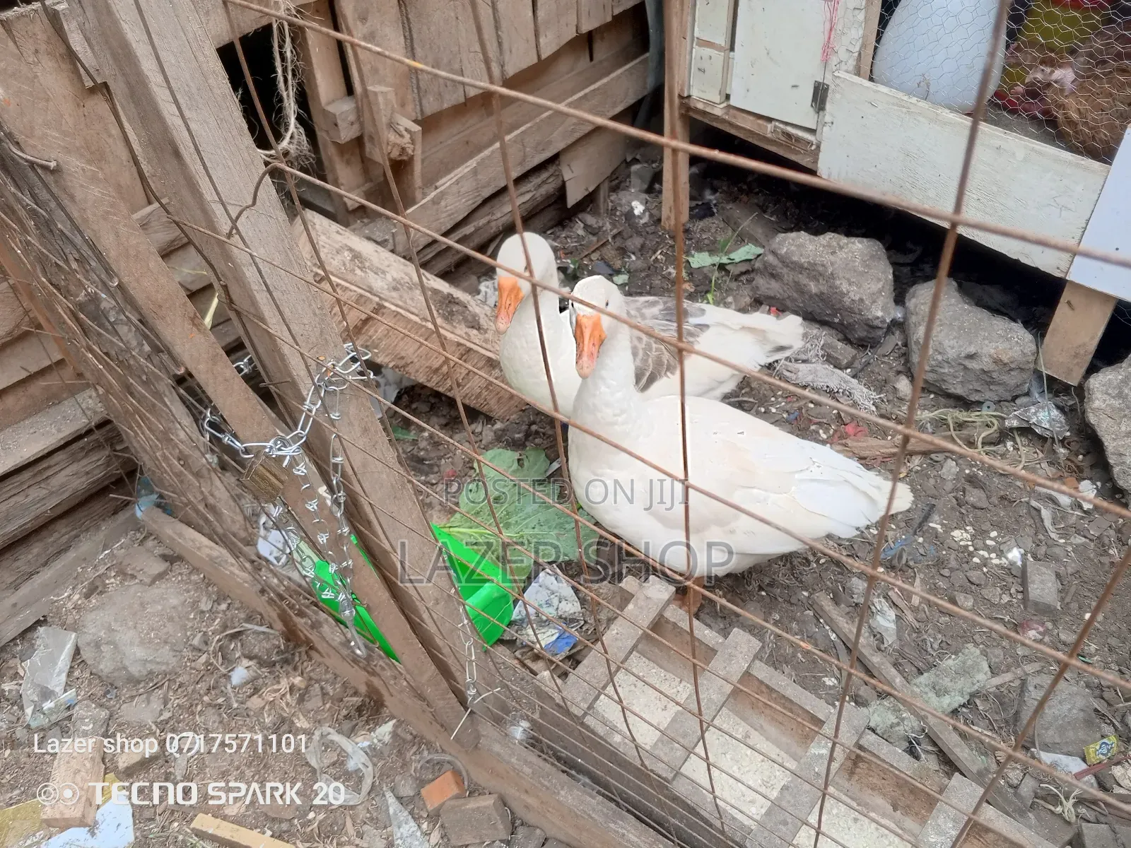 Pair Of Mature Goose