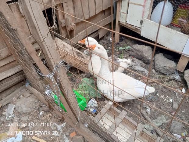 Pair Of Mature Goose - thumbnail 11