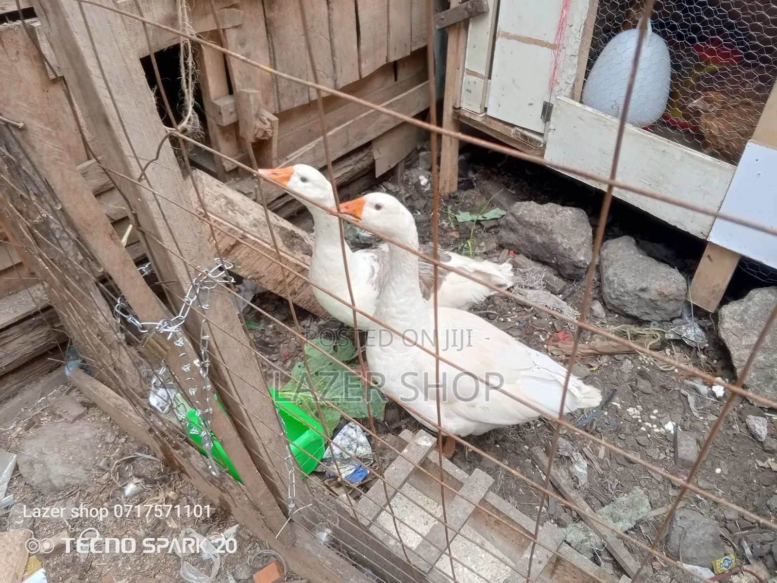 Pair Of Mature Goose