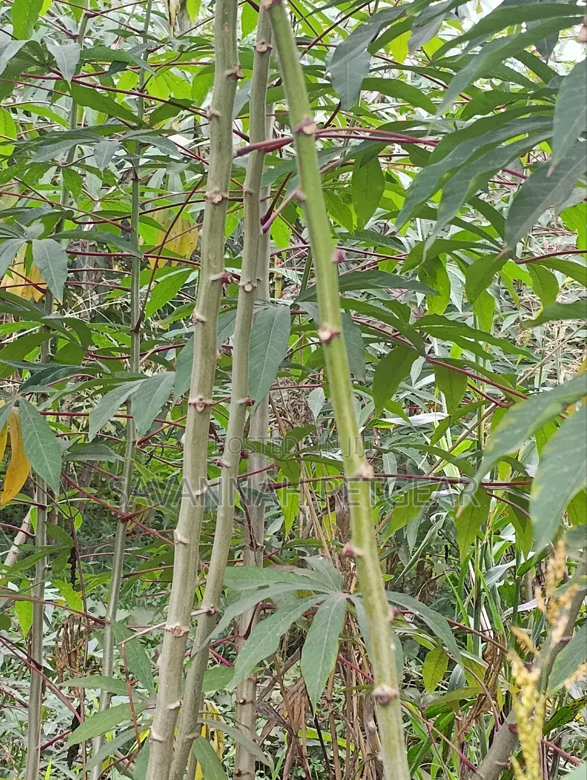 Cassava (Manihot Esculenta) - 1000 Cuttings for Planting