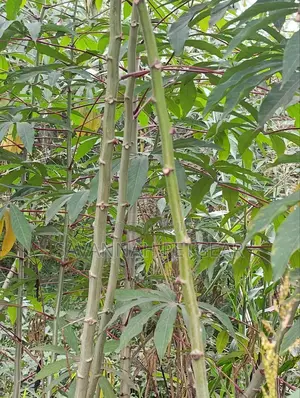 Cassava (Manihot Esculenta) - 1000 Cuttings for Planting