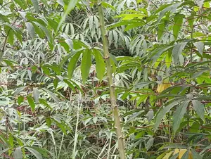 Cassava (Manihot Esculenta) - 1000 Cuttings for Planting