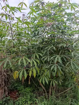 Cassava (Manihot Esculenta) - 1000 Cuttings for Planting