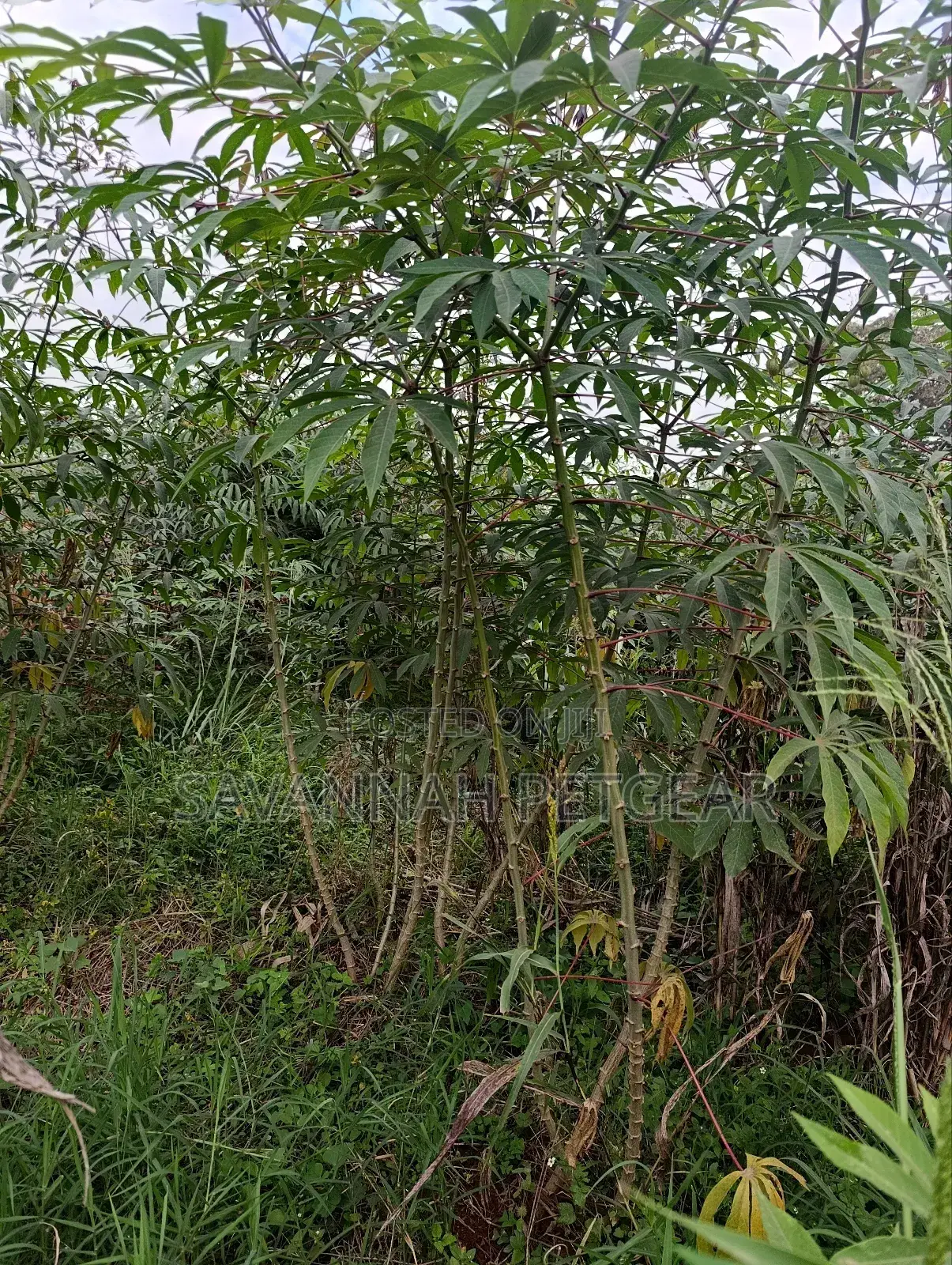 Cassava (Manihot Esculenta) - 1000 Cuttings for Planting