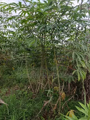 Cassava (Manihot Esculenta) - 1000 Cuttings for Planting
