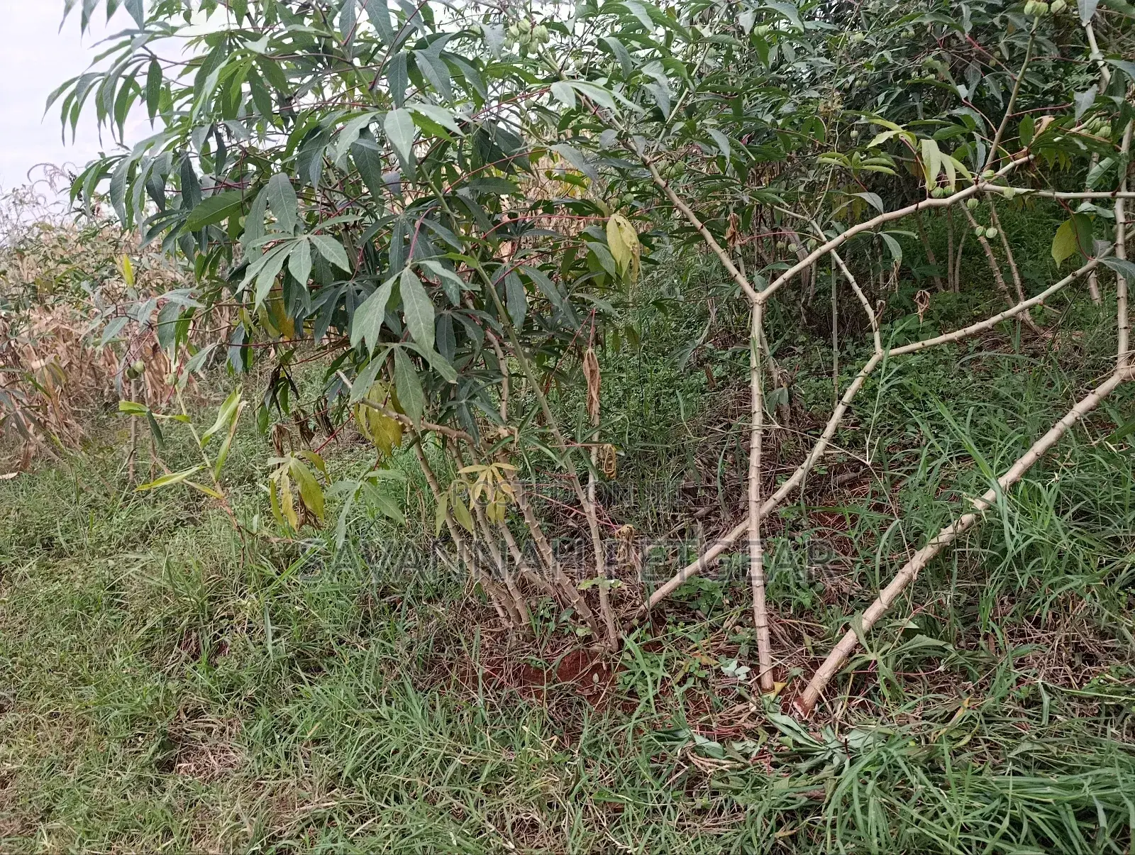 Cassava (Manihot Esculenta) - 1000 Cuttings for Planting