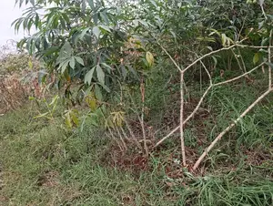 Cassava (Manihot Esculenta) - 1000 Cuttings for Planting