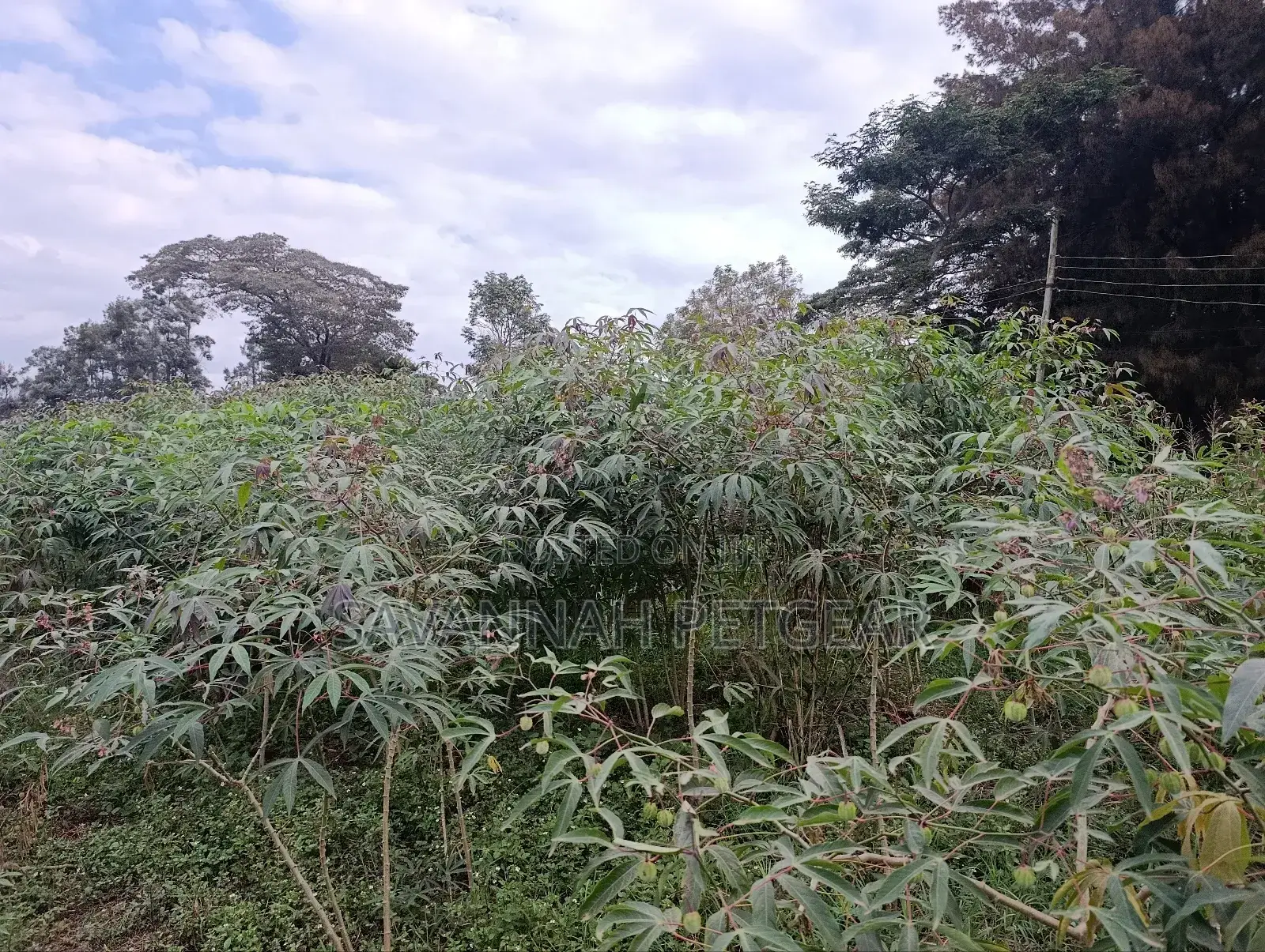 Cassava (Manihot Esculenta) - 1000 Cuttings for Planting