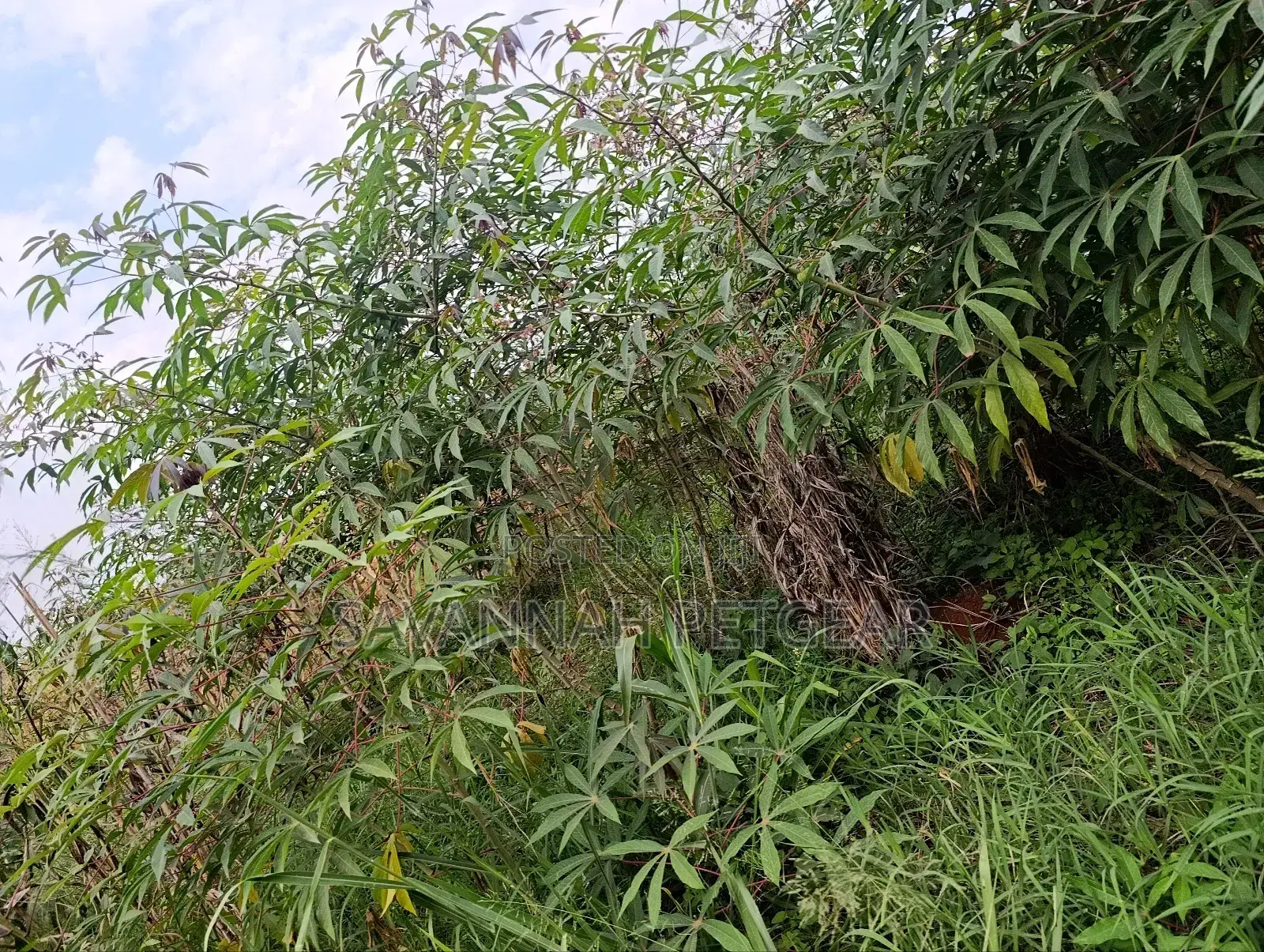 Cassava (Manihot Esculenta) - 1000 Cuttings for Planting