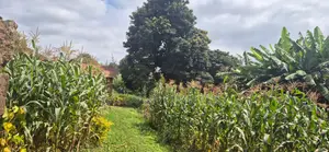 Prime 1⁄4-Acre Plot for Sale – Kabiria, Kes 15m