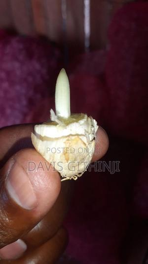 Garlic Seeds - thumbnail 2