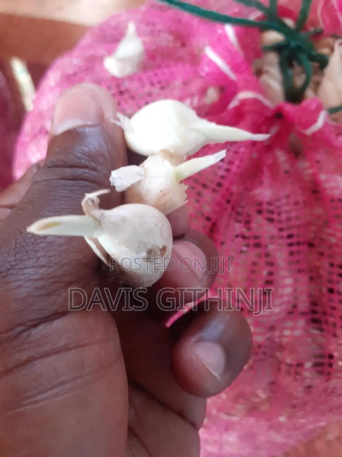 Garlic Seeds