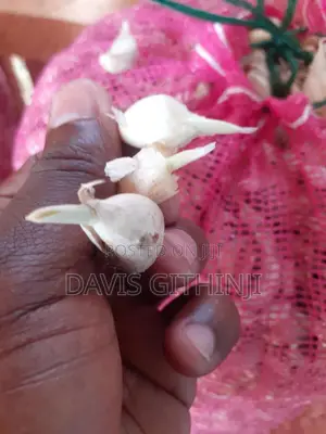 Garlic Seeds
