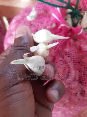Garlic Seeds