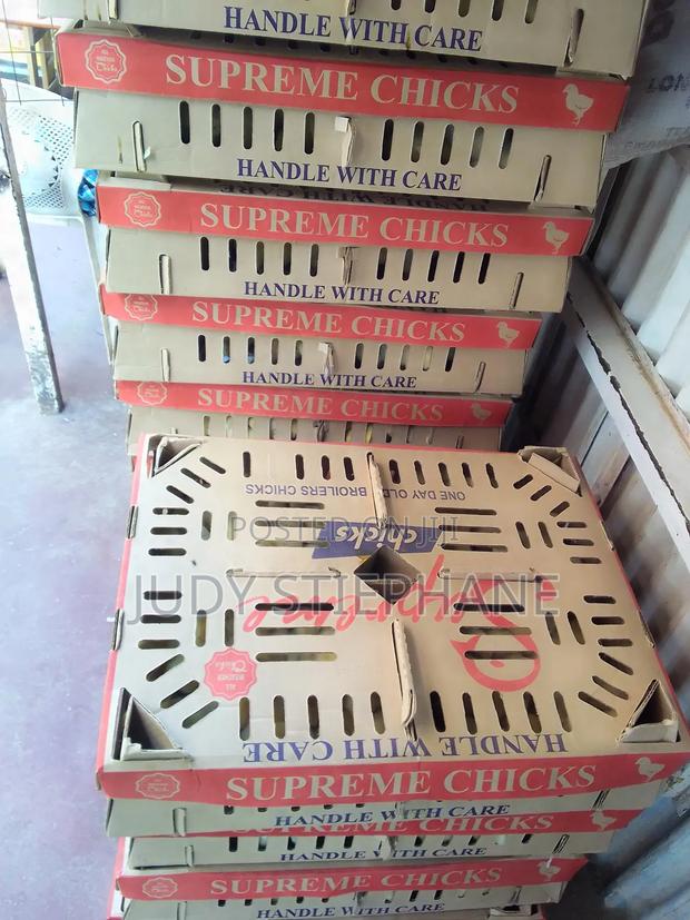 Day Old Broiler Chicks - main view