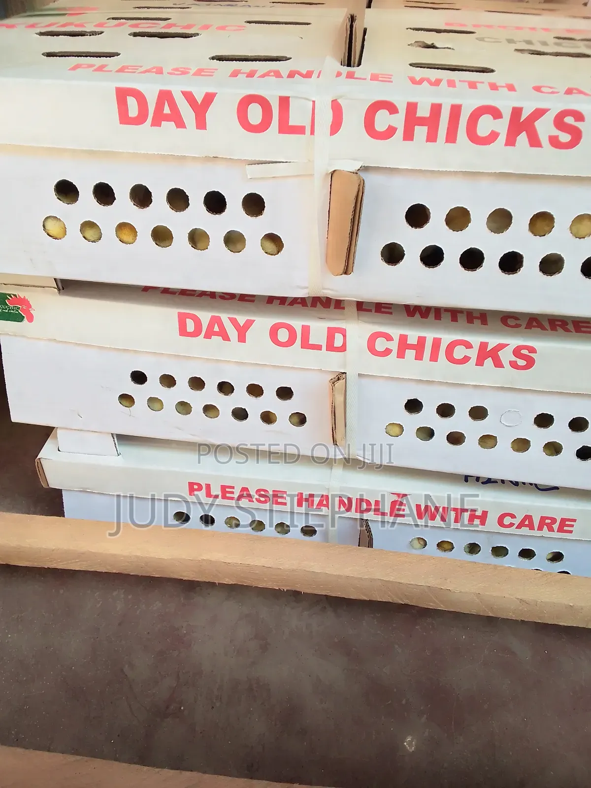 Day Old Broiler Chicks