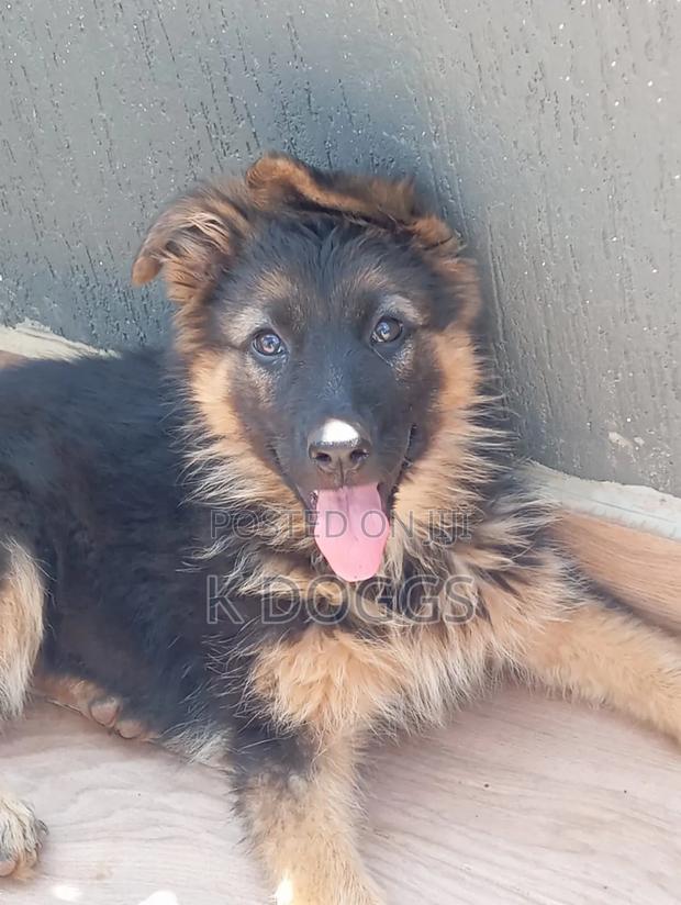 1-3 months Female Purebred German Shepherd