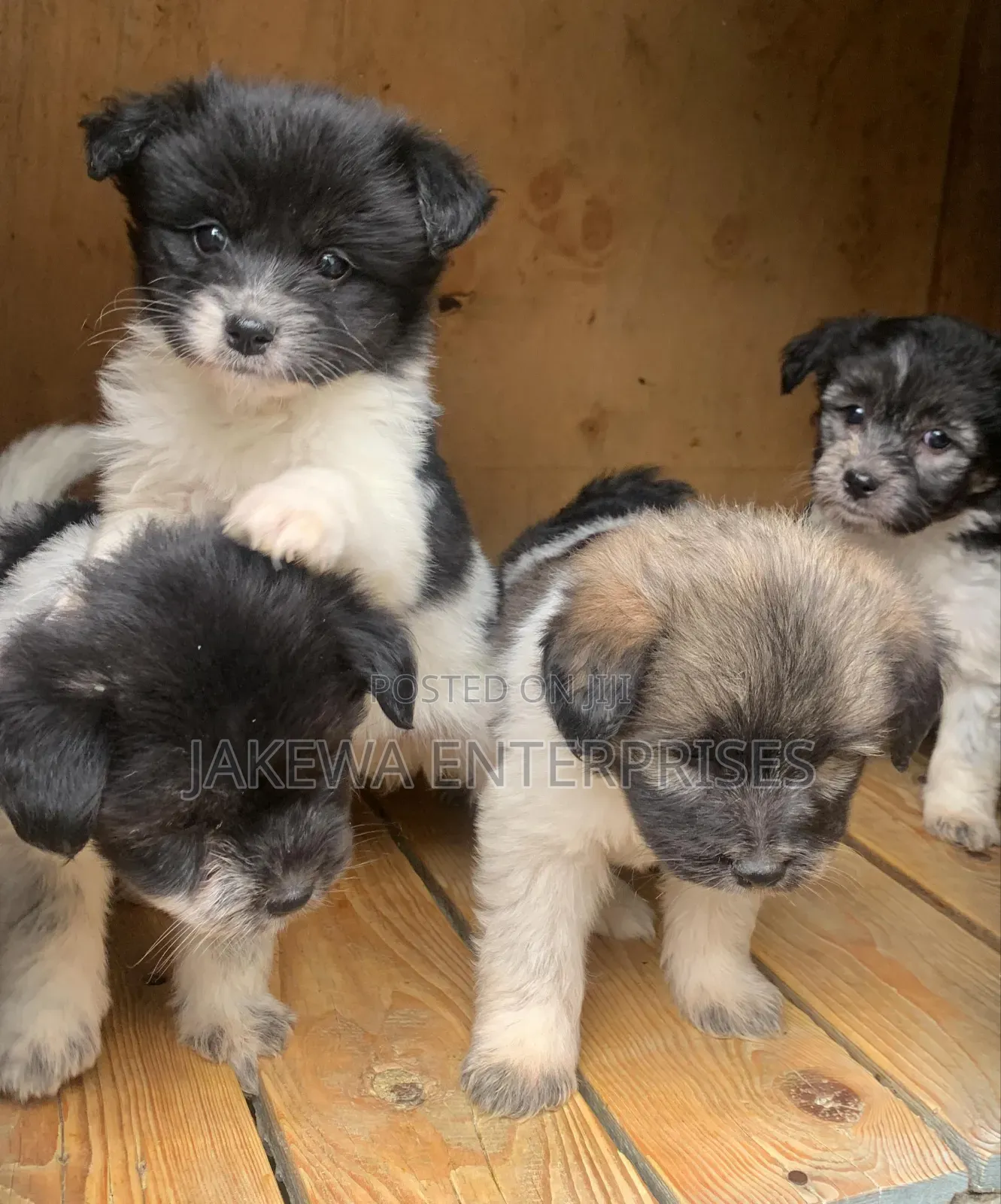 1-3 months Male Purebred Havanese