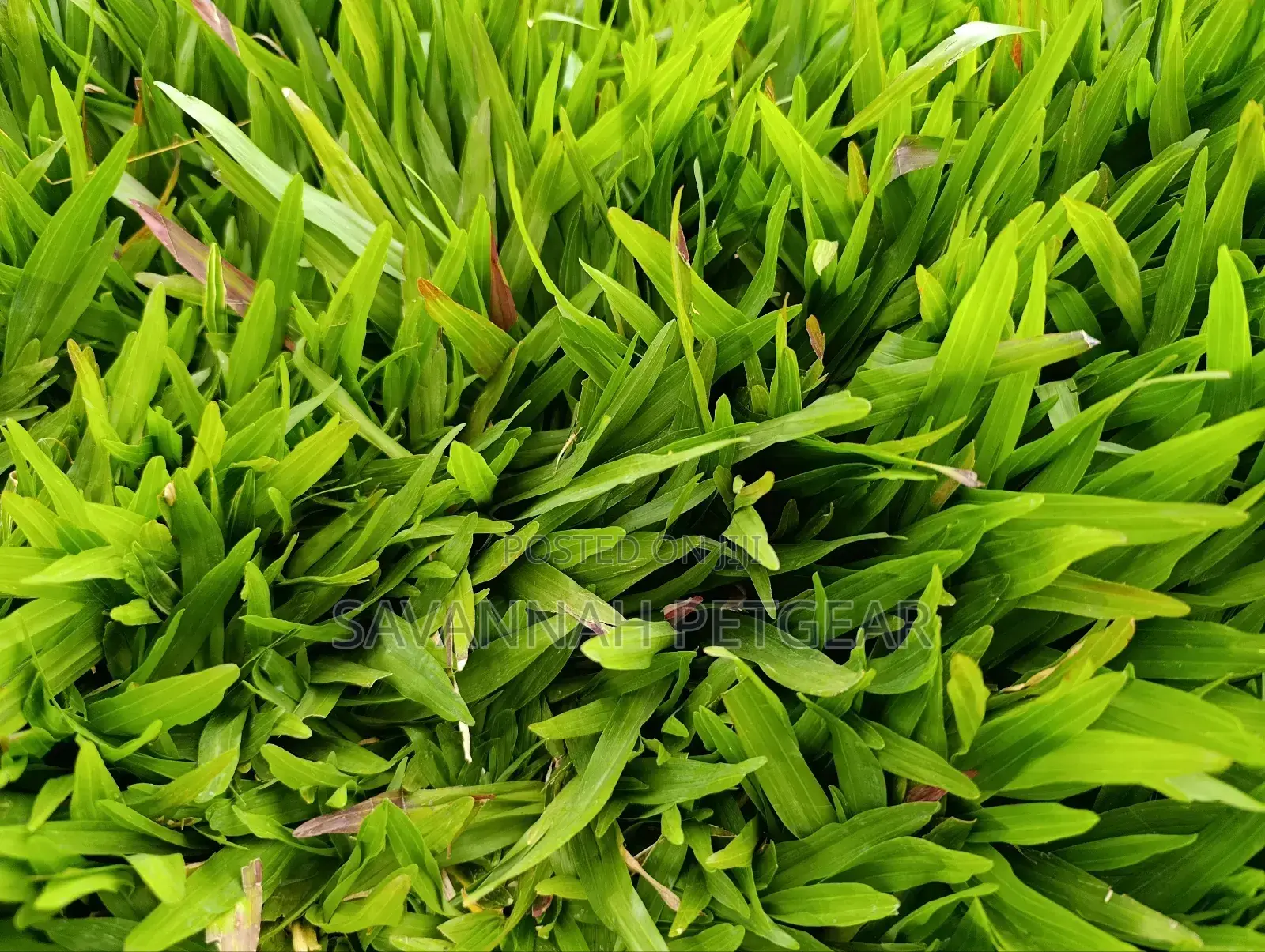 Carpet Grass, Pemba Grass (Axonopus Compressus) - 50kg Bag