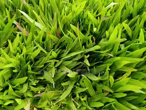 Carpet Grass, Pemba Grass (Axonopus Compressus) - 50kg Bag